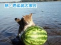 小猫送西瓜